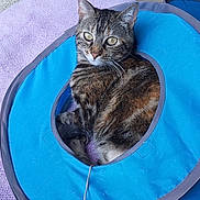 Chaussette a rejoint le concours — aidez-le/la à gagner de superbes lots ! cat, tabby_cat, pet, indoor, play_tunnel, purple_mat, scratching_post, curious, resting, feline, animal, domestic, cute, fur, whiskers, ears, tail, eyes, floor, relaxed