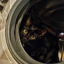 Rio a rejoint le concours — aidez-le/la à gagner de superbes lots ! cat, black_cat, pet, washing_machine, appliance, drum, door, round_frame, yellow_eyes, wide_eyes, peeking, indoor, feline, curious, portrait, metal, hinge, sticker, laundry_room, reflection