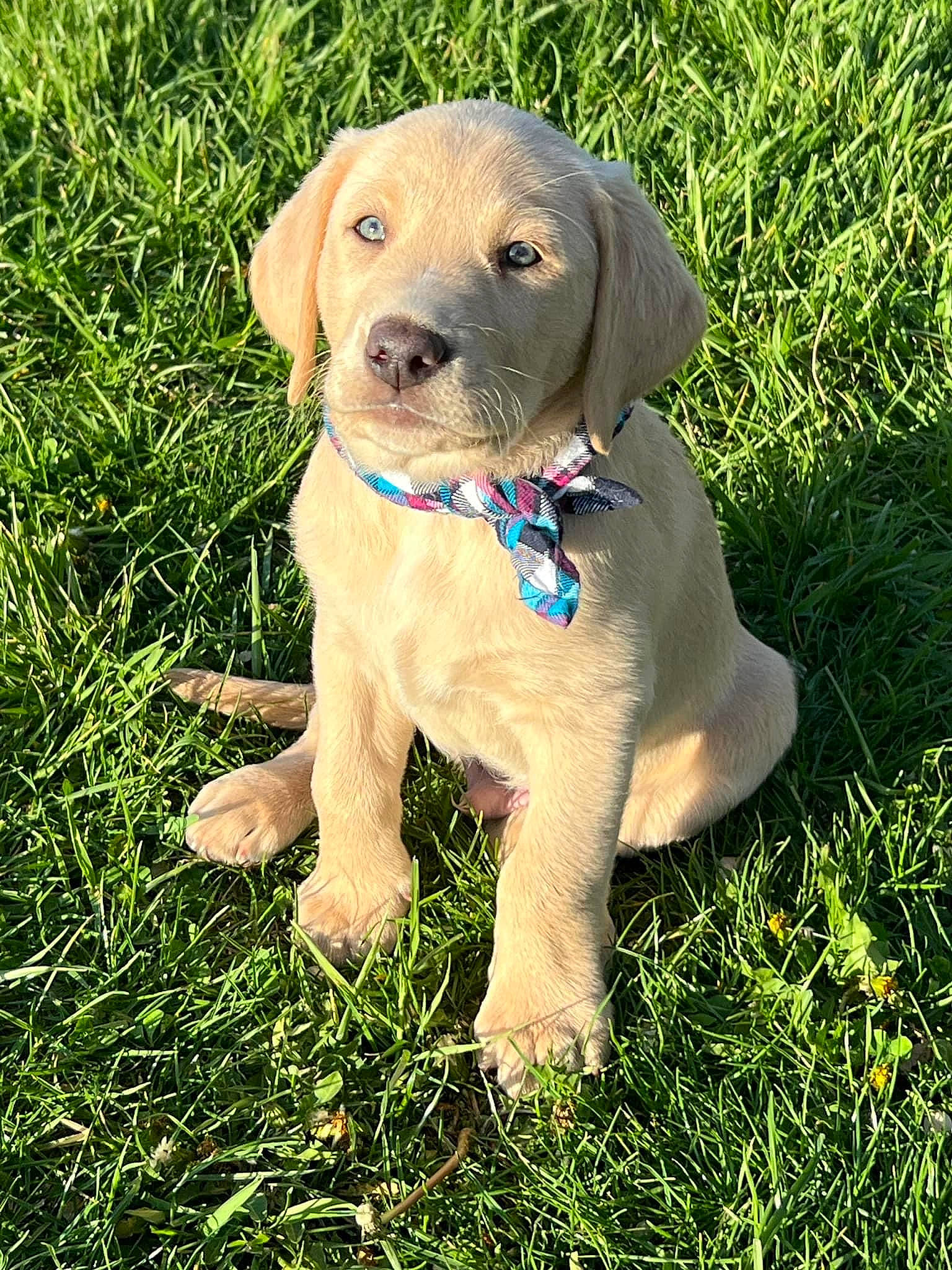 Kai is registered to the contest to win money with this photo: carnivore, circle, collar, companion_dog, dog, dog_breed, dog_collar, fawn, grass, grassland, groundcover, gun_dog, liver, pet_supply, plant, snout, sporting_group, terrestrial_animal, whiskers, working_animal