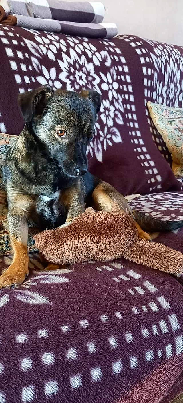 Puce participe au concours pour gagner de l'argent avec cette photo : bedding, canidae, carnivore, comfort, companion_dog, couch, dog, dog_breed, dog_supply, fawn, fur, linens, pattern, paw, snout, sporting_group, terrestrial_animal, toy_dog, whiskers, working_animal