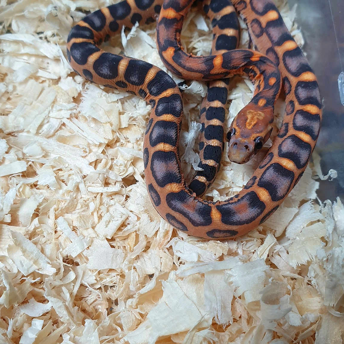 Okeetee Magenta Scaleless