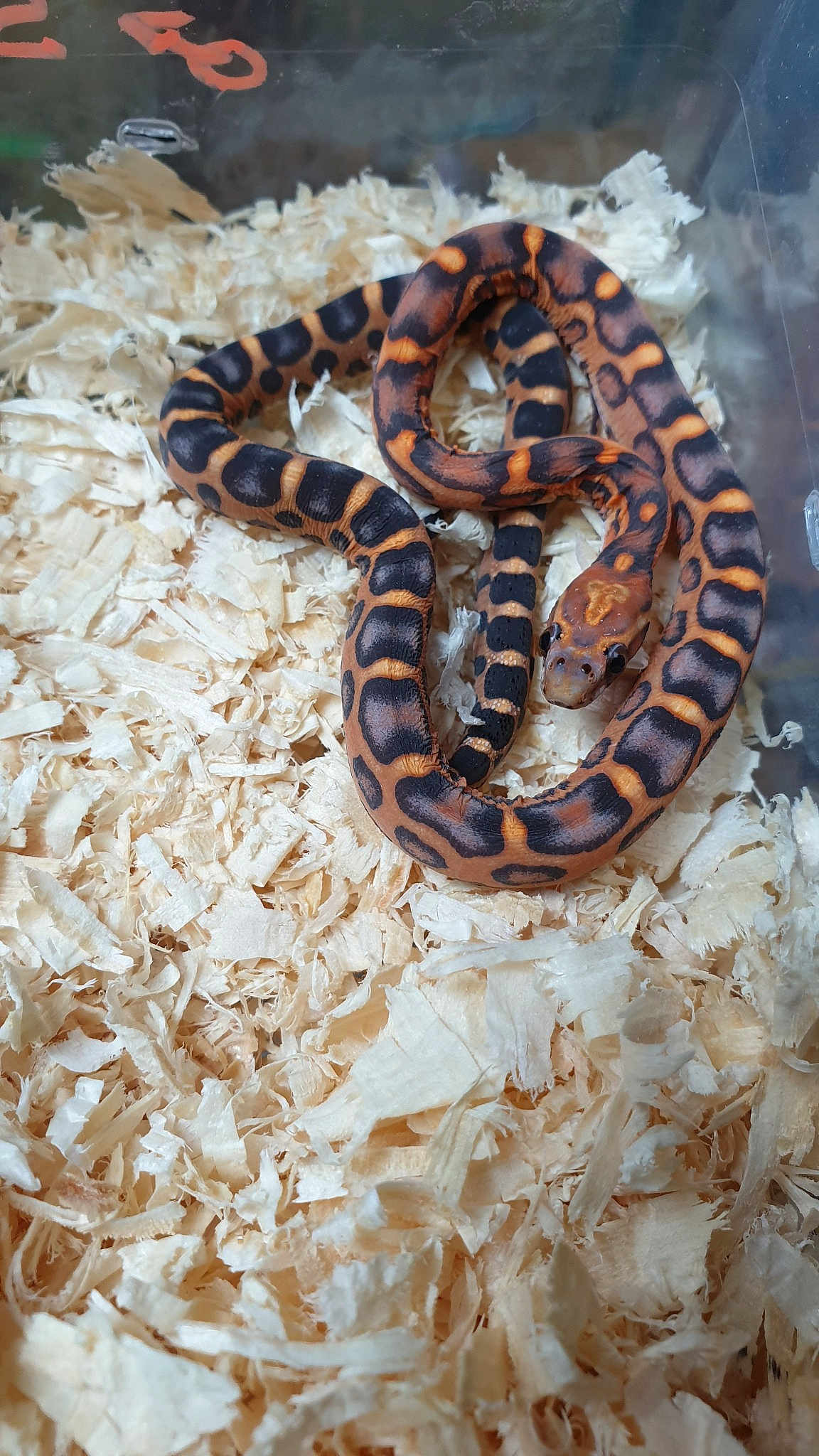 Okeetee Magenta Scaleless