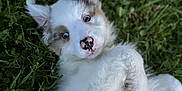 Oréo participe au concours pour gagner de l'argent avec cette photo : adorable, animal, black_fur, canine, cute, dog, ears, eyes, fluffy, grass, lying_down, nature, nose, outdoor, pet, playful, portrait, puppy, white_fur, young