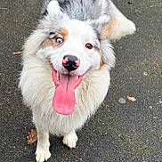 Oréo participe au concours pour gagner de l'argent avec cette photo : animal, black_spots, blue_eye, brown_eye, canine, dog, excited, fluffy, fur, happy, heterochromia, nose, outdoor, paw, pet, portrait, standing, tongue, tongue_out, white_fur