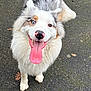 animal, black_spots, blue_eye, brown_eye, canine, dog, excited, fluffy, fur, happy, heterochromia, nose, outdoor, paw, pet, portrait, standing, tongue, tongue_out, white_fur