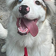 Oréo a rejoint le concours — aidez-le/la à gagner de superbes lots ! dog, happy, tongue_out, heterochromia, red_collar, fluffy, white_fur, outdoor, pet, close_up, canine, playful, animal, smiling, fur, nose, ears, tongue, mouth, heterochromatic_eye