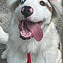 dog, happy, tongue_out, heterochromia, red_collar, fluffy, white_fur, outdoor, pet, close_up, canine, playful, animal, smiling, fur, nose, ears, tongue, mouth, heterochromatic_eye