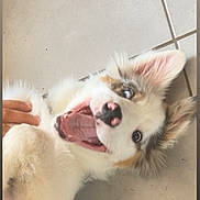 Oréo a rejoint le concours — aidez-le/la à gagner de superbes lots ! animal, brown_spots, canine, close_up, cute, dog, domestic_animal, ears, fur, hand, happy, indoor, lying_down, mouth_open, pet, pink_nose, playful, puppy, tile_floor, white_fur