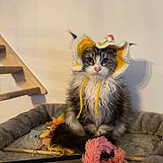 Ozzy a rejoint le concours — aidez-le/la à gagner de superbes lots ! cat, pet, cute, fluffy, crochet_hat, yellow, white, pet_bed, toys, indoor, cozy, feline, playful, animal, portrait, kitten, sitting, funny_hat, domestic_cat, furry