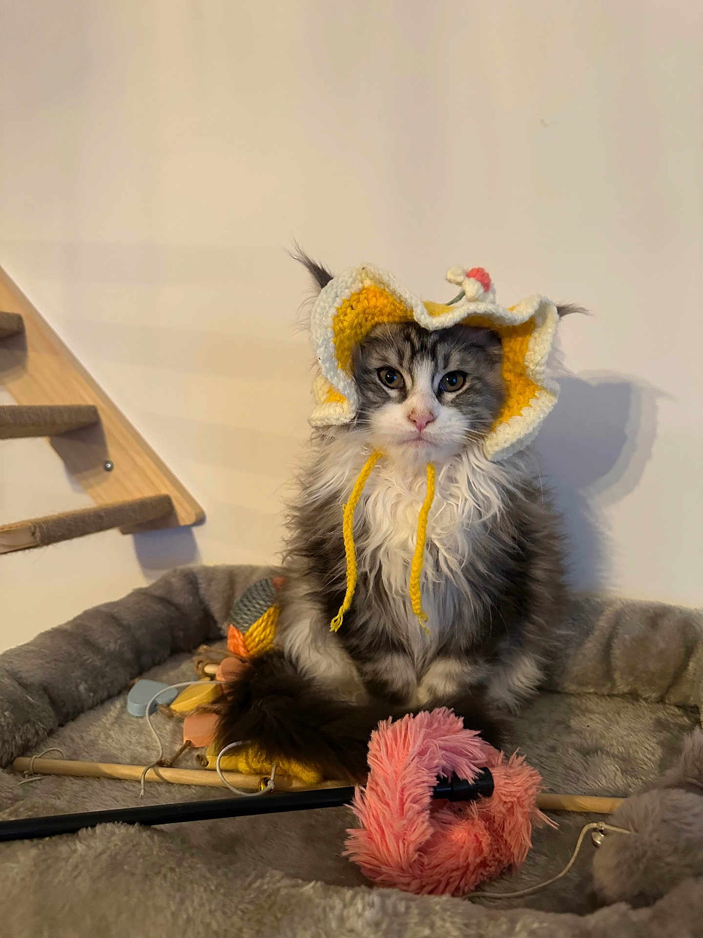 Ozzy a rejoint le concours — aidez-le/la à gagner de superbes lots ! cat, pet, cute, fluffy, crochet_hat, yellow, white, pet_bed, toys, indoor, cozy, feline, playful, animal, portrait, kitten, sitting, funny_hat, domestic_cat, furry