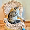 animal, armchair, blue_eyes, cat, cat_toys, chair, colorful_toys, cozy, feline, fluffy, gray_and_white, home, indoors, long_hair, pet, plush, portrait, sitting, staring, wooden_floor