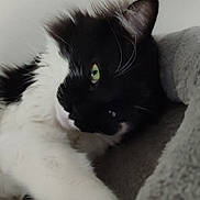 Joy participe au concours pour gagner de l'argent avec cette photo : abyssinian, angora, animal, blackcat, blanket, bodypart, cat, chair, couch, furniture, kitten, manx, mouth, person, pet, sleeping