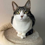 Otis a rejoint le concours — aidez-le/la à gagner de superbes lots ! cat, feline, pet, tabby, white_fur, green_eyes, whiskers, ears, paws, sitting, cat_tree, indoor, portrait, closeup, cozy, soft_texture, neutral_background, domestic, attentive, gaze