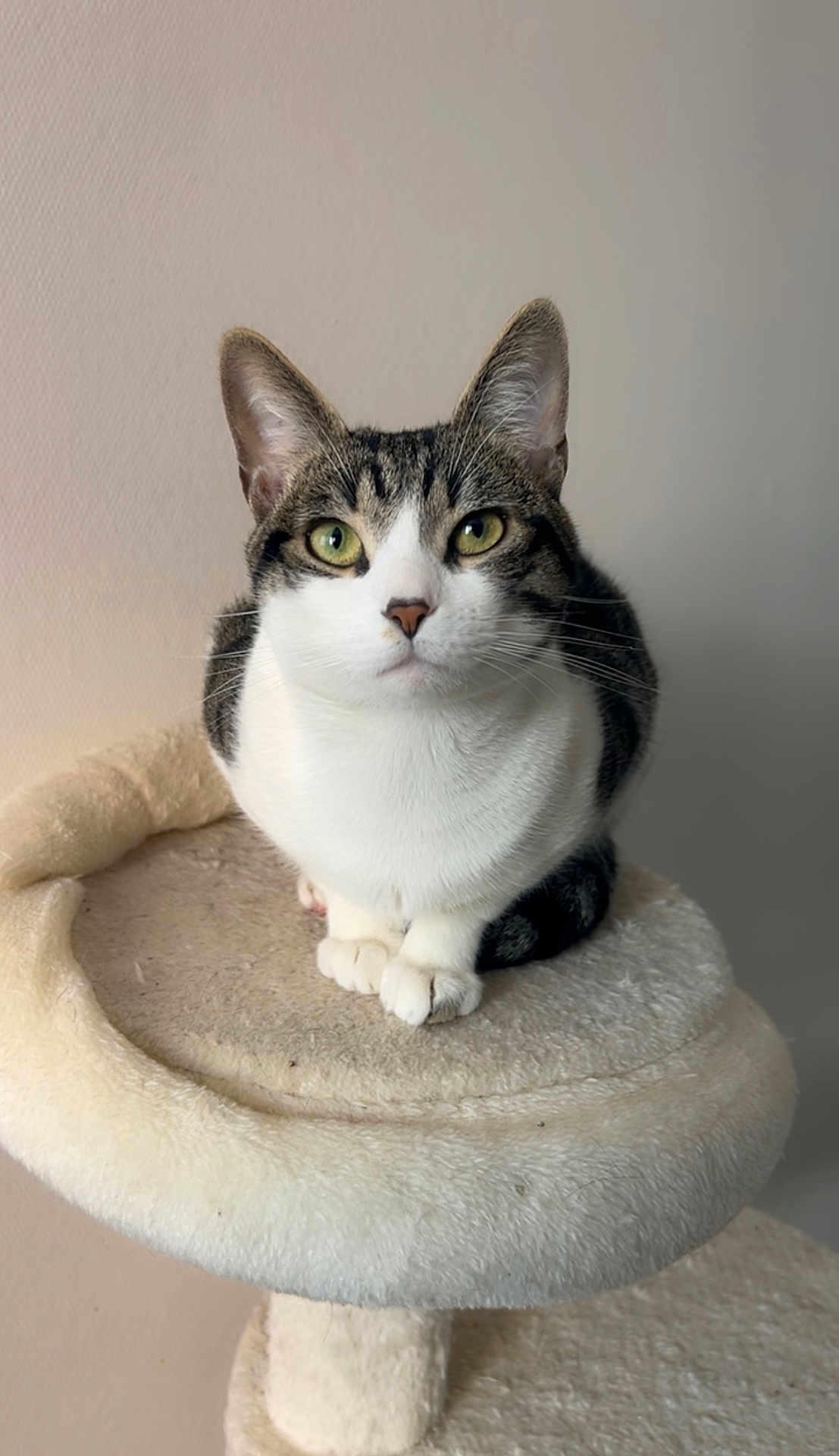 Otis a rejoint le concours — aidez-le/la à gagner de superbes lots ! cat, feline, pet, tabby, white_fur, green_eyes, whiskers, ears, paws, sitting, cat_tree, indoor, portrait, closeup, cozy, soft_texture, neutral_background, domestic, attentive, gaze