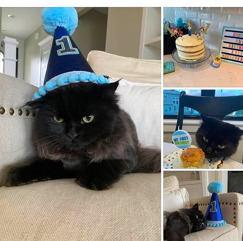 Kyle is registered to the contest to win money with this photo: black, black_cat, carnivore, cat, felidae, fur, hat, headgear, party_hat, persian, small_to_medium_sized_cats, tail, whiskers