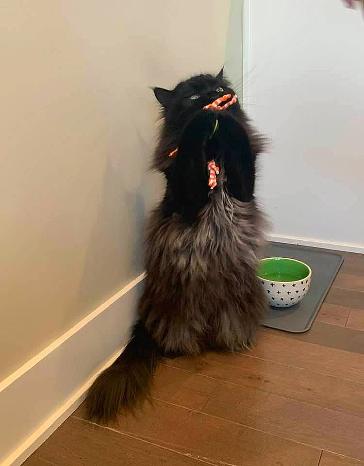 Kyle joined the competition — help win amazing prizes! cairn_terrier, canidae, carnivore, cat, dog_breed, domestic_long_haired_cat, felidae, floor, flooring, fur, maine_coon, mammal, norwegian_forest_cat, persian, ragamuffin, small_to_medium_sized_cats, tail, whiskers