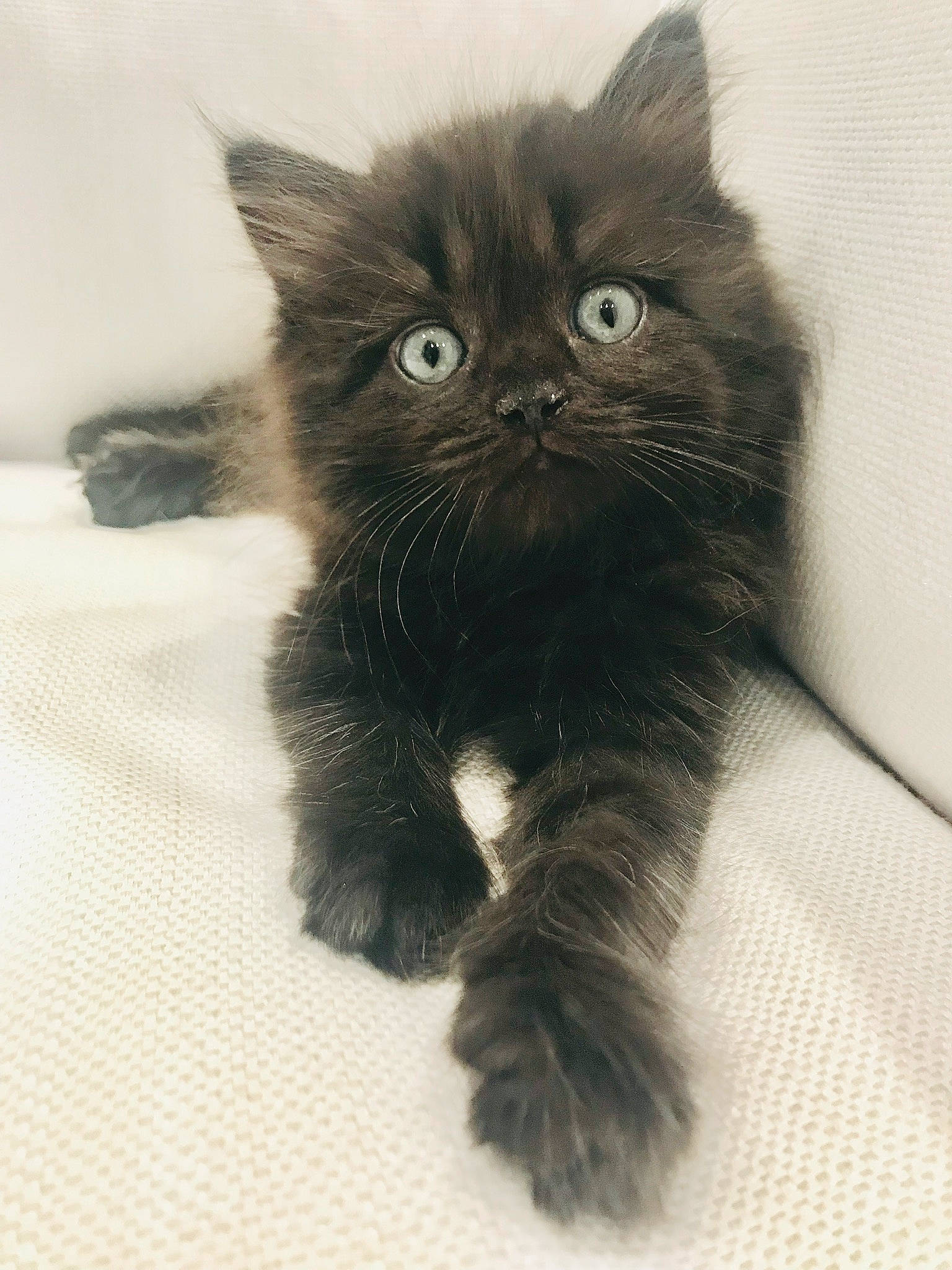 Kyle joined the competition — help win amazing prizes! asian, asian_semi_longhair, black_cat, british_longhair, british_semi_longhair, carnivore, cat, domestic_long_haired_cat, domestic_short_haired_cat, eye, felidae, fur, kitten, mammal, norwegian_forest_cat, persian, small_to_medium_sized_cats, snout, vertebrate, whiskers