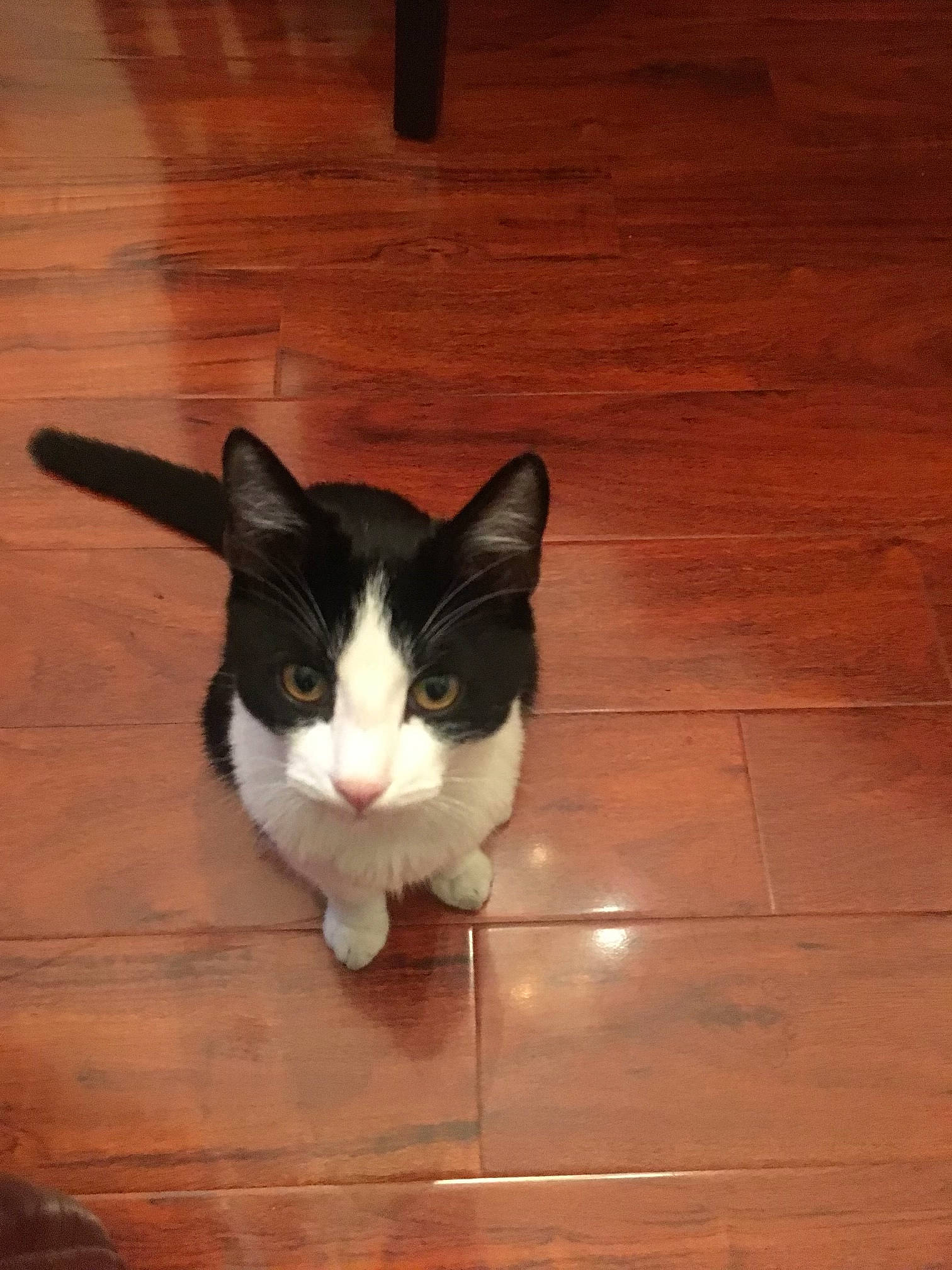 Mr Kitty joined the competition — help win amazing prizes! carnivore, cat, domestic_short_haired_cat, felidae, floor, flooring, foot, fur, hardwood, human_leg, laminate_flooring, plank, small_to_medium_sized_cats, snout, tail, varnish, whiskers, wood, wood_flooring, wood_stain