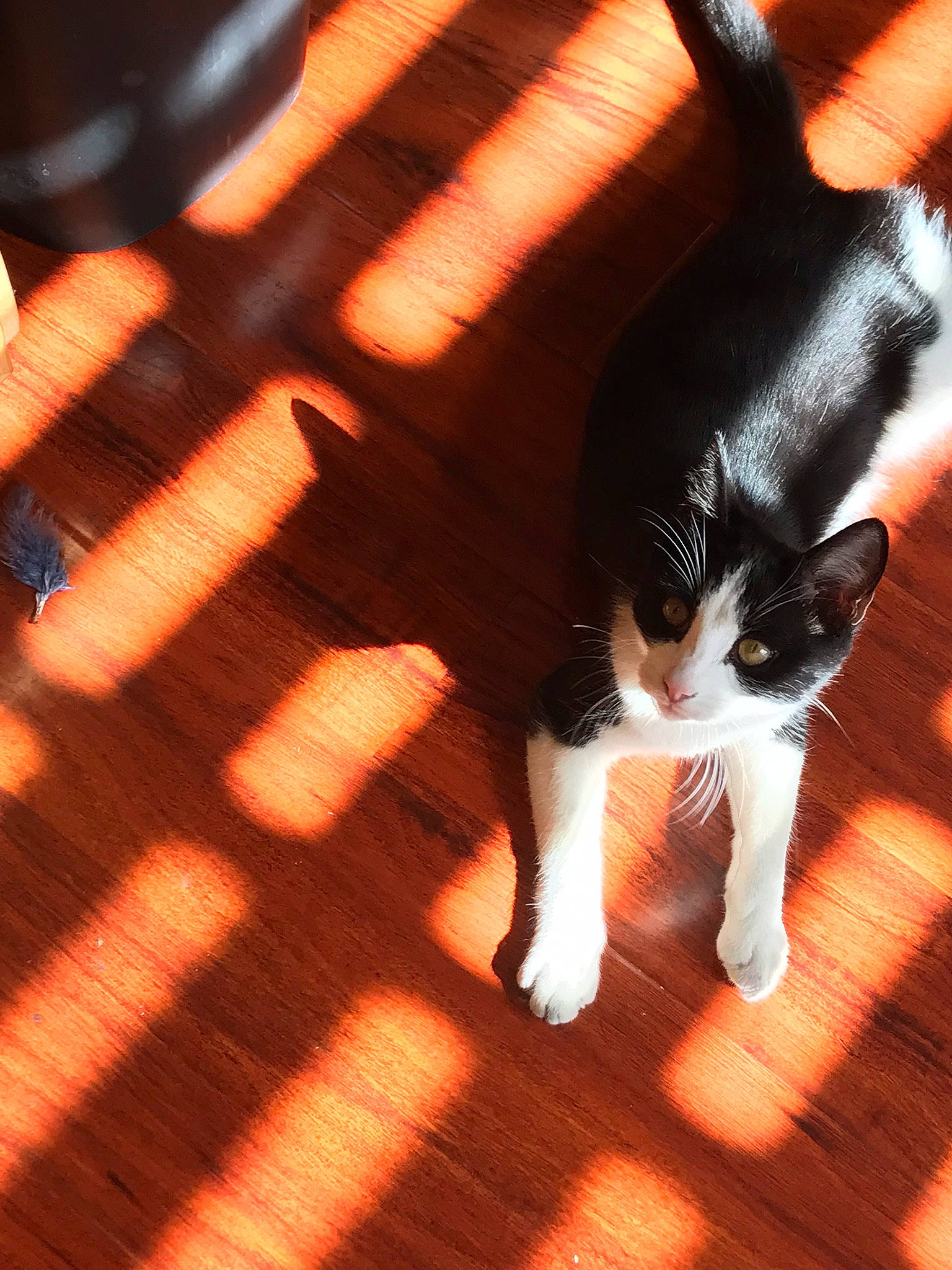 Mr Kitty joined the competition — help win amazing prizes! carmine, carnivore, cat, companion_dog, domestic_short_haired_cat, fawn, felidae, flooring, foot, fur, human_leg, orange, paw, small_to_medium_sized_cats, snout, tail, textile, tints_and_shades, whiskers, wood