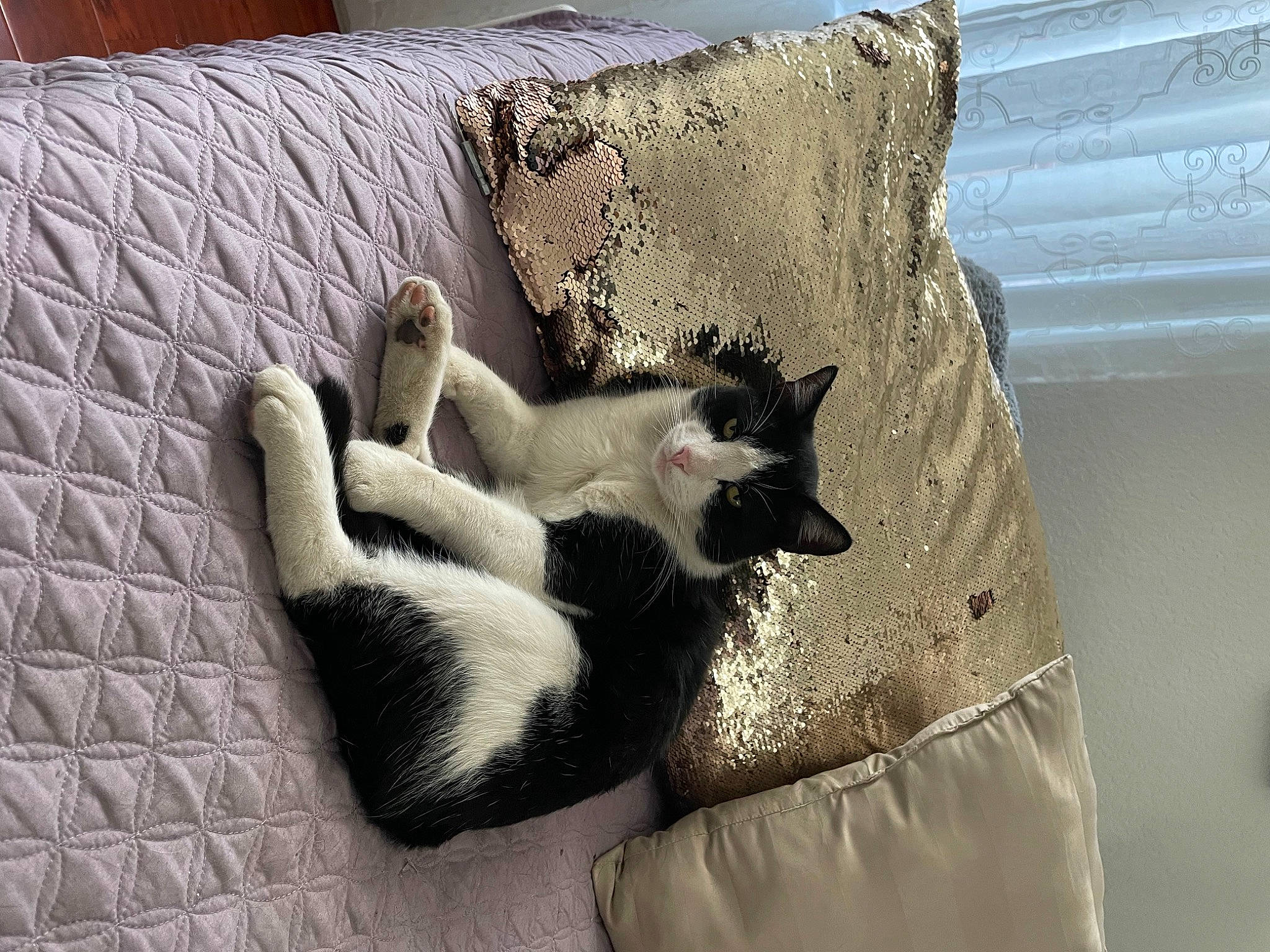 Mr Kitty is registered to the contest to win money with this photo: carnivore, cat, cat_supply, comfort, companion_dog, couch, dog_breed, domestic_short_haired_cat, fawn, felidae, fur, grey, linens, paw, room, small_to_medium_sized_cats, tail, whiskers, window, wood