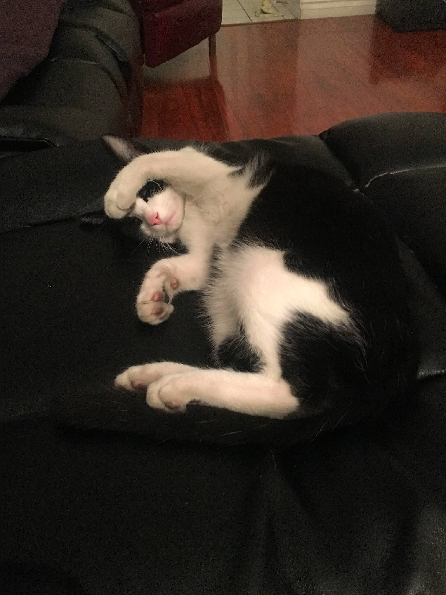 Mr Kitty is registered to the contest to win money with this photo: canidae, carnivore, cat, claw, comfort, couch, domestic_short_haired_cat, eye, felidae, flooring, foot, fur, hardwood, paw, small_to_medium_sized_cats, snout, sporting_group, tail, whiskers, wood