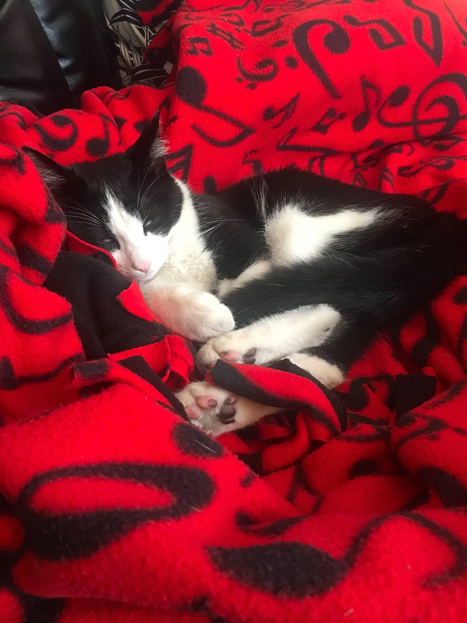 Mr Kitty joined the competition — help win amazing prizes! art, carmine, carnivore, carpet, cat, claw, comfort, felidae, fur, lap, linens, magenta, nap, pattern, paw, petal, red, small_to_medium_sized_cats, tail, whiskers