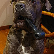 Amy a rejoint le concours — aidez-le/la à gagner de superbes lots ! black, brindle_coat, brown, canine, chair, decorative_tree, dog, domestic_animal, furniture, home_interior, indoor, large_dog, mouth_holding, person_partially_visible, pet, plant, sitting, toy, white_marking, wooden_floor