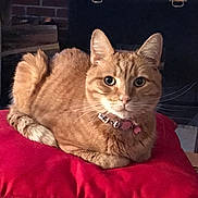 Pretty Girl joined the competition — help win amazing prizes! animal, brick_wall, cat, collar, cozy, cute, domestic, ears, feline, fireplace, fur, ginger_cat, home, indoor, looking, pet, red_cushion, resting, whiskers, wood_stack