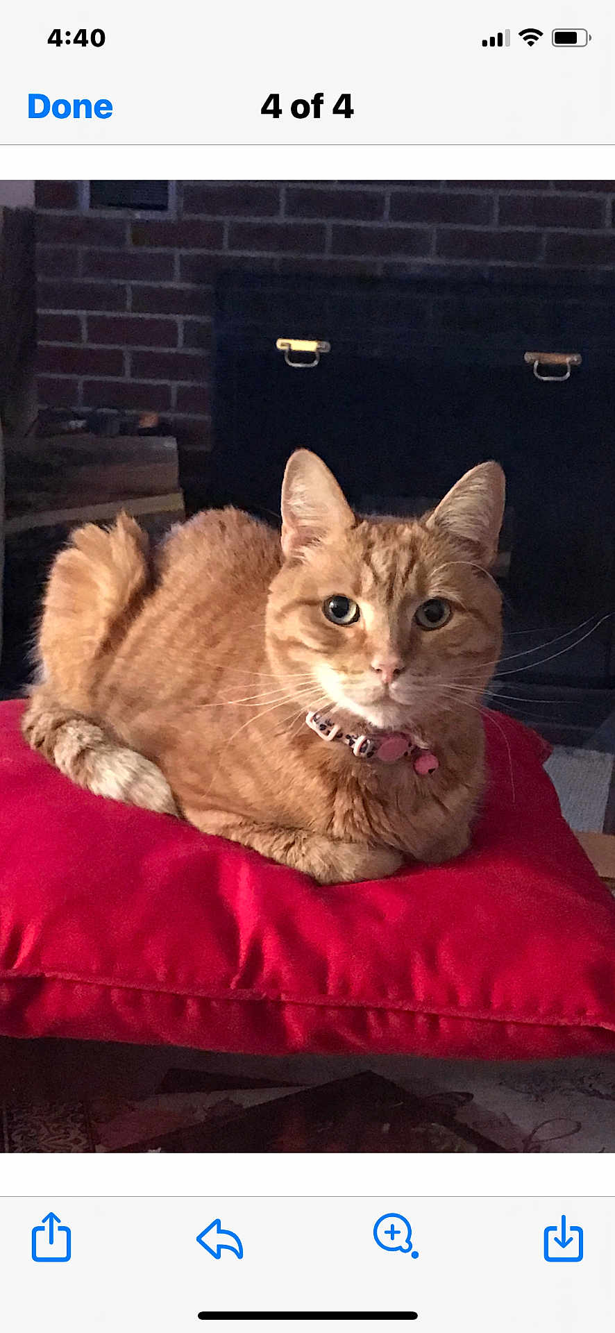 Pretty Girl joined the competition — help win amazing prizes! animal, brick_wall, cat, collar, cozy, cute, domestic, ears, feline, fireplace, fur, ginger_cat, home, indoor, looking, pet, red_cushion, resting, whiskers, wood_stack