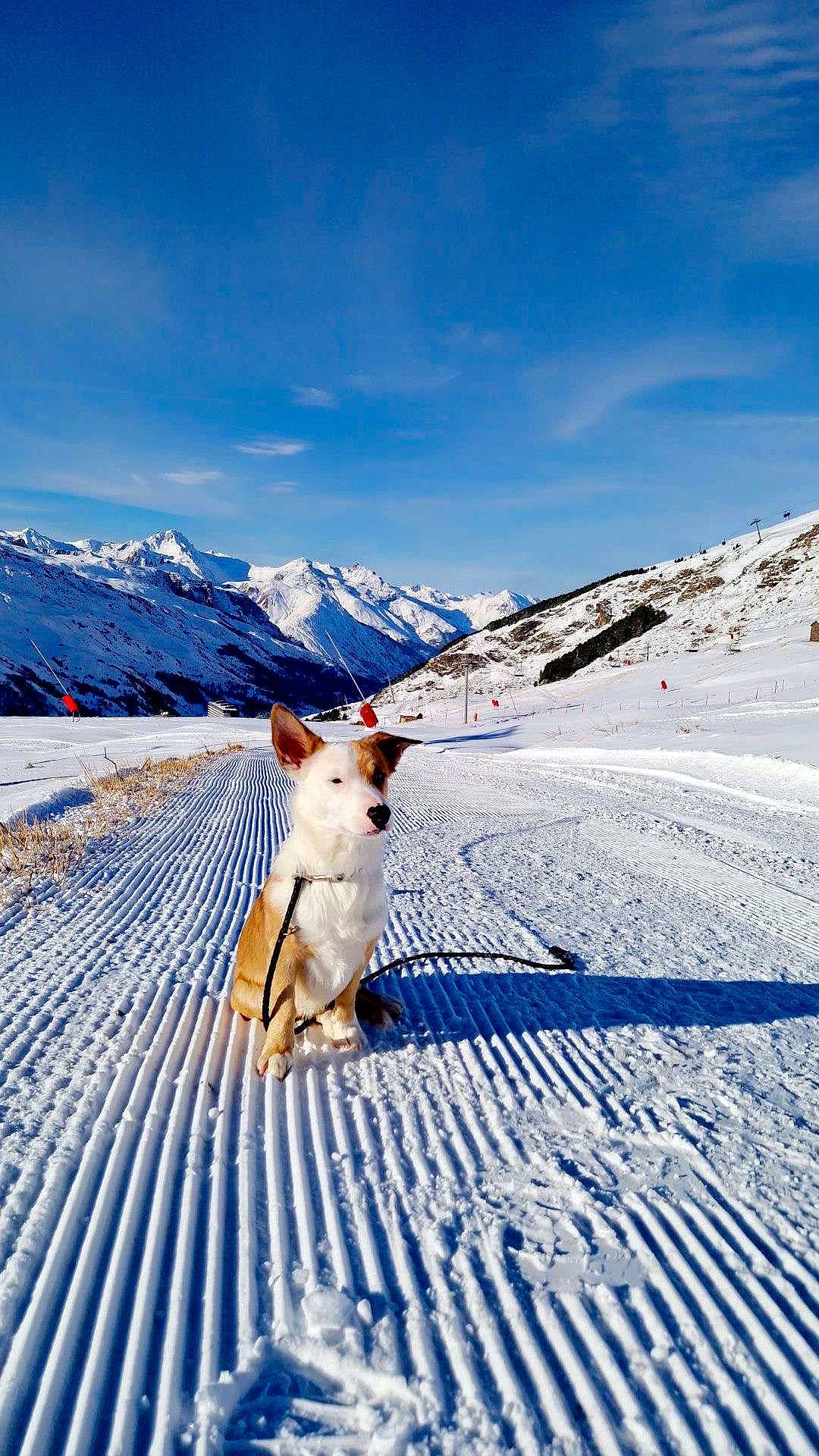 Isco a rejoint le concours — aidez-le/la à gagner de superbes lots ! carnivore, cloud, companion_dog, dog, dog_breed, electric_blue, fawn, freezing, glacial_landform, ice_cap, landscape, mountain, mountain_range, recreation, sky, slope, snow, sporting_group, winter, working_animal
