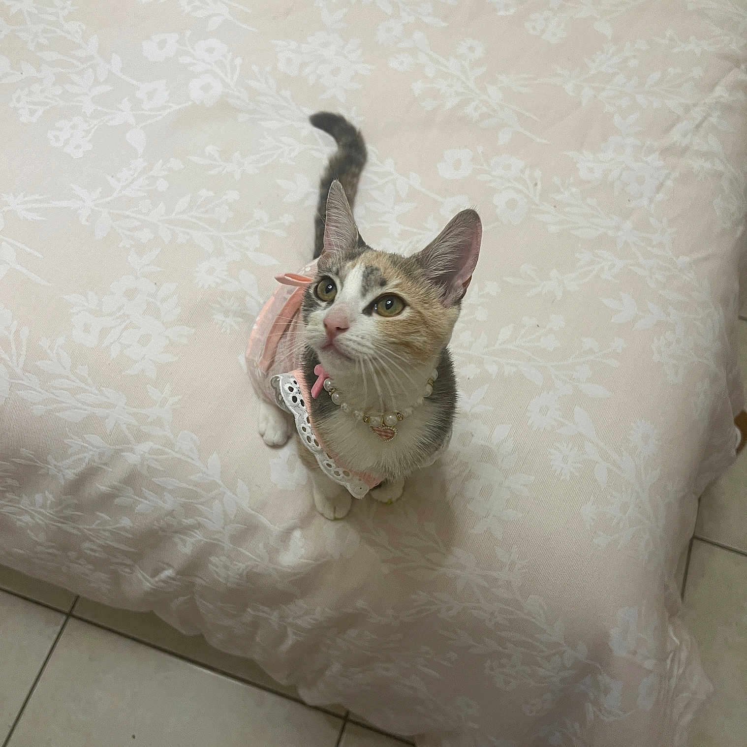 Missy joined the competition — help win amazing prizes! abyssinian, accessories, animal, bed, bedroom, blanket, cat, couch, cushion, furniture, homedecor, indoors, kitten, linen, manx, pet, quilt, room, siamese, strap