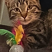 Puppy participe au concours pour gagner de l'argent avec cette photo : animal, cat, close_up, cute, domestic, ears, eyes, face, feathers, feline, fur, indoor, mammal, mouth, nose, pet, playful, tabby, toy, whiskers