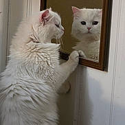 Daisy joined the competition — help win amazing prizes! cat, white_cat, fluffy, mirror, reflection, paw, indoor, curious, pet, feline, animal, close_up, soft_light, wall, framed_mirror, looking, portrait, domestic, cute, quiet