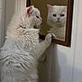 cat, white_cat, fluffy, mirror, reflection, paw, indoor, curious, pet, feline, animal, close_up, soft_light, wall, framed_mirror, looking, portrait, domestic, cute, quiet