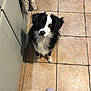 dog, black_and_white, pet, sitting, kitchen, tile_floor, looking_up, fur, ears, eyes, nose, paws, cabinet, towel, slippers, floor, indoors, waiting, cute, animal
