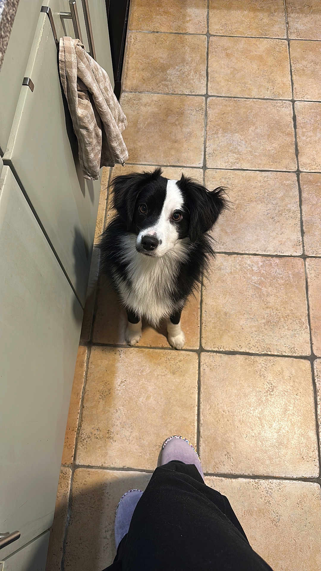 Vesper a rejoint le concours — aidez-le/la à gagner de superbes lots ! dog, black_and_white, pet, sitting, kitchen, tile_floor, looking_up, fur, ears, eyes, nose, paws, cabinet, towel, slippers, floor, indoors, waiting, cute, animal