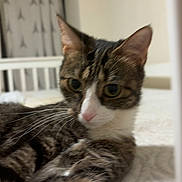 Sam is registered to the contest to win money with this photo: cat, tabby, pet, animal, feline, whiskers, bed, indoor, resting, closeup, ears, fur, domestic, cute, sleepy, home, cozy, curtains, crib, blurred