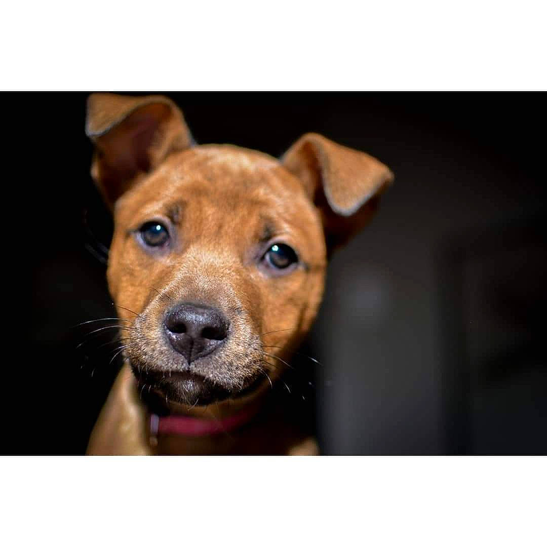 Kiwi joined the competition — help win amazing prizes! canidae, carnivore, collar, companion_dog, dog, dog_breed, dog_collar, ear, fawn, fur, liver, pet_supply, rectangle, snout, sporting_group, terrestrial_animal, whiskers, wildlife, working_animal