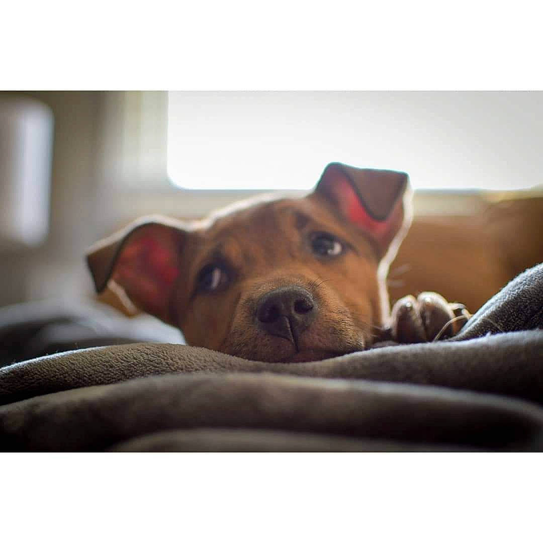 Kiwi joined the competition — help win amazing prizes! bedding, carnivore, comfort, companion_dog, dog, dog_breed, ear, fawn, linens, liver, paw, pet_supply, rectangle, sky, snout, sporting_group, square, whiskers, wood, working_animal