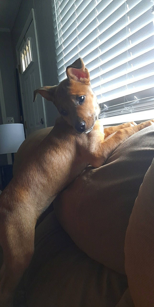 Kiwi is registered to the contest to win money with this photo: carnivore, comfort, companion_dog, dog, dog_breed, ear, fawn, felidae, fur, human_body, human_leg, leg, mammal, small_to_medium_sized_cats, snout, sporting_group, tail, toy, whiskers, window