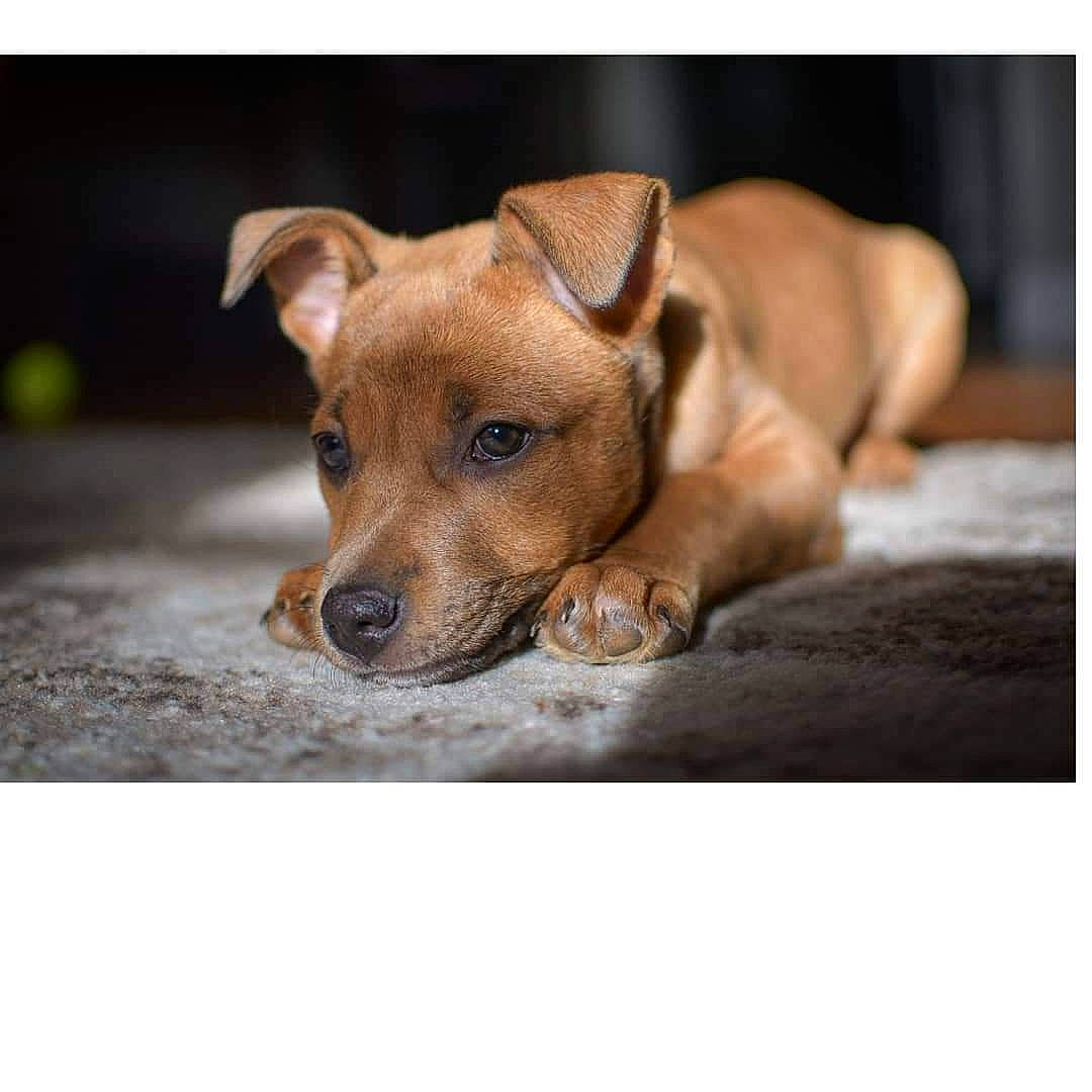 Kiwi joined the competition — help win amazing prizes! canidae, carnivore, companion_dog, dog, dog_breed, ear, eye, fawn, photo_caption, puppy, rectangle, sporting_group, still_life_photography, terrestrial_animal, whiskers, wildlife, wood, working_animal