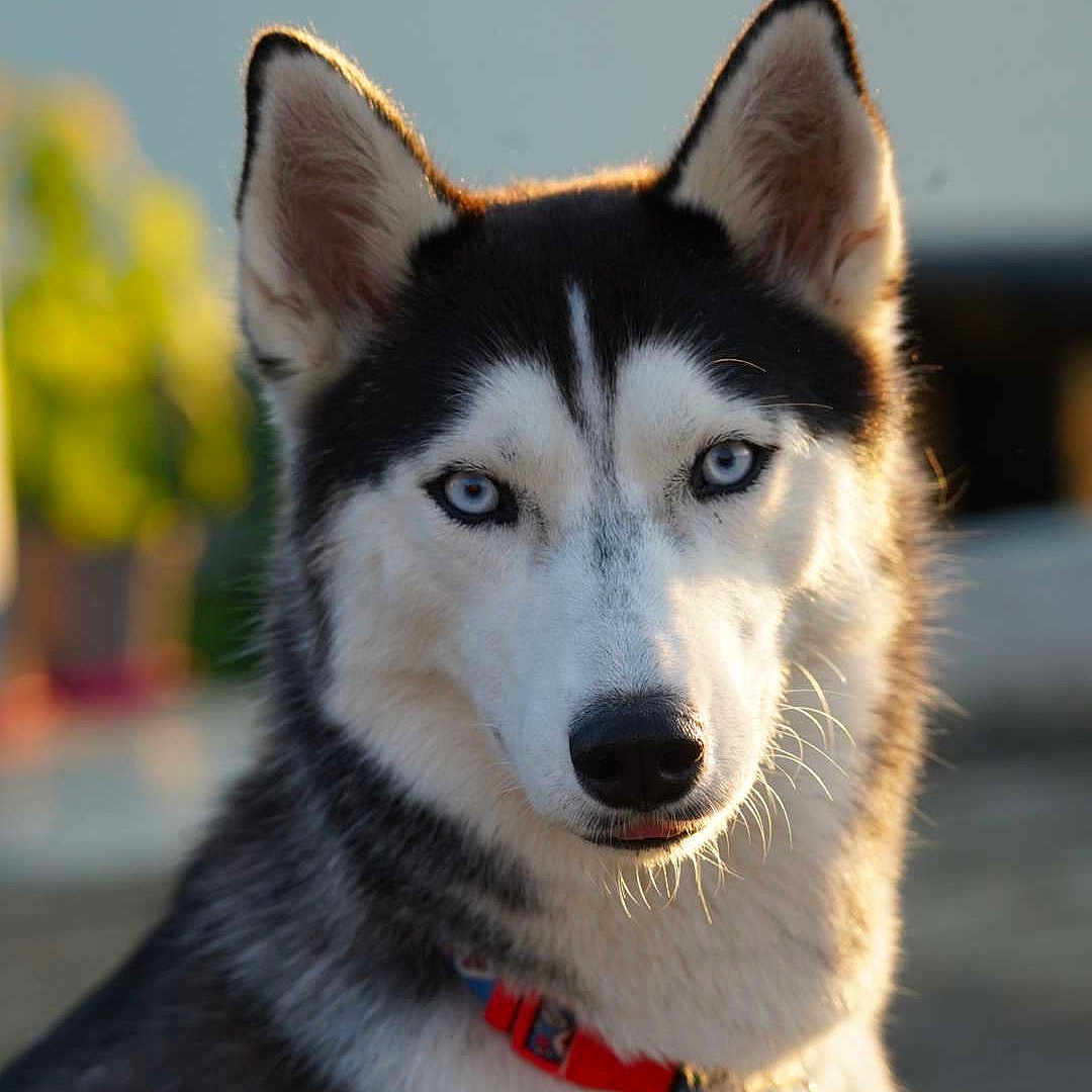 Sasha a rejoint le concours — aidez-le/la à gagner de superbes lots ! animal, canine, dog, eskimodog, husky, pet, puppy, snout, whitedog