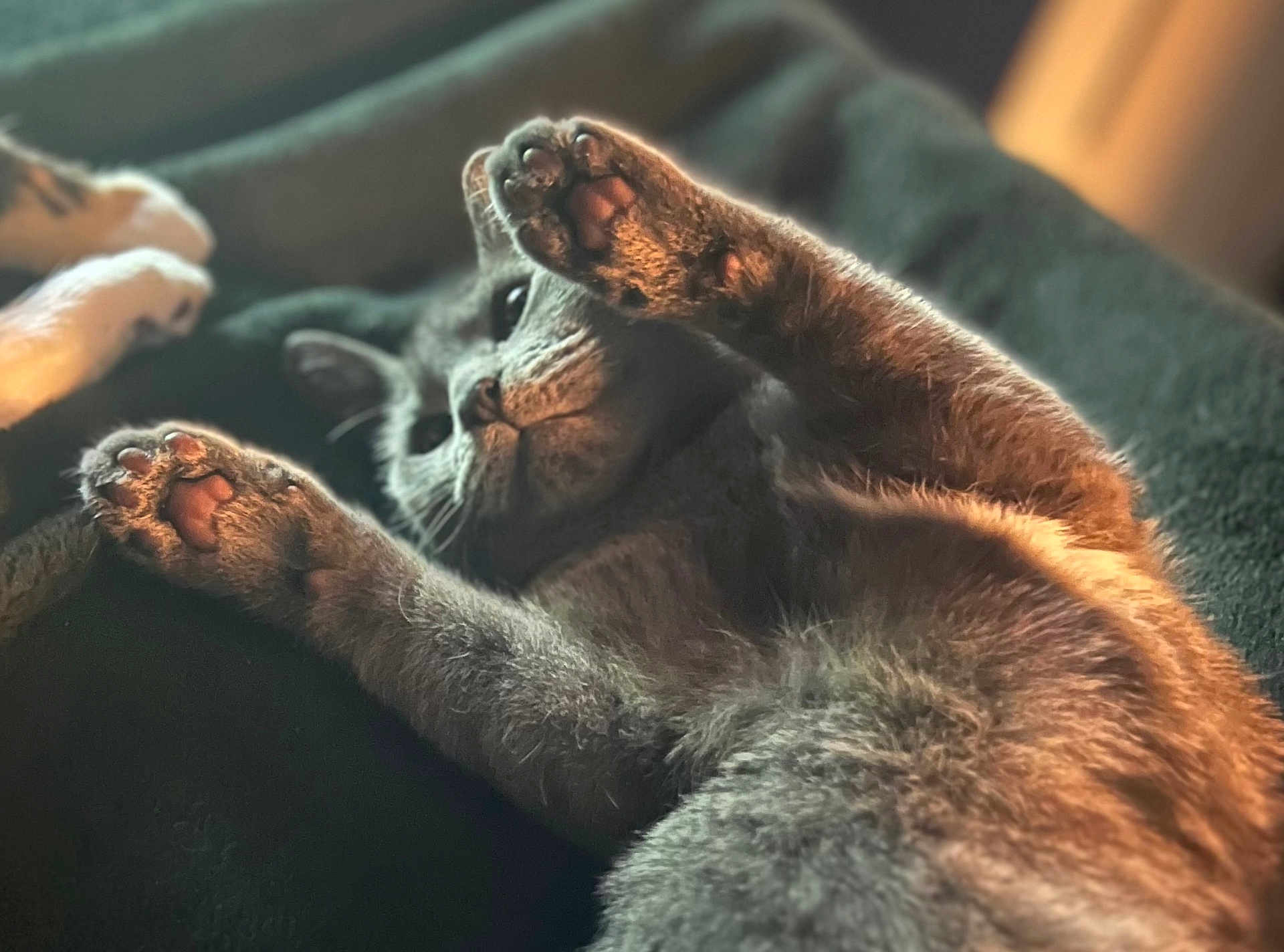 Cleopatra