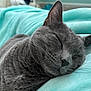 Cleopatra joined the competition — help win amazing prizes! cat, gray_cat, sleeping, close_up, pet, feline, whiskers, soft_blanket, turquoise, cozy, domestic_cat, fur, relaxed, nap, animal, indoor, cute, peaceful, resting, portrait