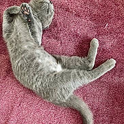 Cleopatra is registered to the contest to win money with this photo: cat, gray_cat, pet, animal, feline, paw, fur, relaxing, sleeping, pink_towel, texture, cute, domestic_animal, whiskers, tail, soft, cozy, resting, indoor, stretching