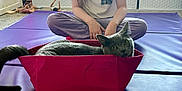 Cleopatra joined the competition — help win amazing prizes! cat, gray_cat, basket, purple_mat, person, sitting, indoor, dresser, toy, carpet, cross_legged, white_tshirt, striped_pants, furniture, pet, animal, relaxed, home, floor, curly_hair