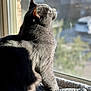 Cleopatra is registered to the contest to win money with this photo: cat, gray_cat, window, sunlight, indoor, pet, feline, cozy, blanket, side_view, animal, looking_outside, daylight, soft_light, fur, domestic_cat, relaxed, shadow, close_up, peaceful