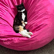 Athena is registered to the contest to win money with this photo: cat, tuxedo_cat, bean_bag, pink, furniture, indoor, pet, relaxed, cozy, carpet, resting, animal, cute, soft, comfort, domestic, fur, whiskers, claws, laying_down