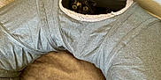 Athena is registered to the contest to win money with this photo: cat, pet, curious, gray_tunnel, fabric, cozy, indoor, carpet, beige, wide_eyes, peeking, corner, resting, fur, animal, cute, home, soft, playful, hidden