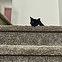 Athena joined the competition — help win amazing prizes! cat, staircase, carpet, indoor, pet, animal, curious, black_cat, brown_spots, resting, home, feline, looking, paws, quiet, soft_texture, close_up, stairs, domestic, cozy